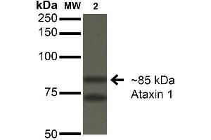 Western Blot analysis of Monkey COS-1 cells transfected with Ataxin- 1 showing detection of ~85 kDa Ataxin 1 protein using Mouse Anti-Ataxin 1 Monoclonal Antibody, Clone S76-8 . (Ataxin 1 antibody  (AA 164-197) (PerCP))