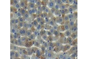 IHC-P analysis of Kidney tissue, with DAB staining. (MMP20 antibody  (AA 137-398))