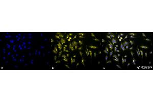 Immunocytochemistry/Immunofluorescence analysis using Rabbit Anti-KDEL Polyclonal Antibody . (KDEL antibody  (Atto 390))