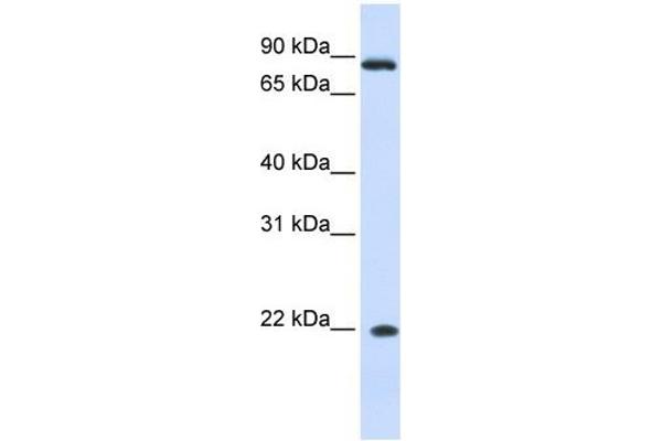 IFNA7 antibody  (N-Term)