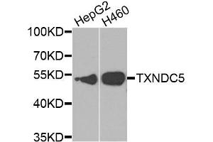 Western blot analysis of extracts of various cell lines, using TXNDC5 antibody. (TXNDC5 antibody  (AA 1-324))