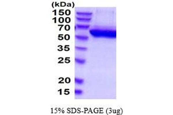 CECR1 Protein (AA 30-511) (His tag)