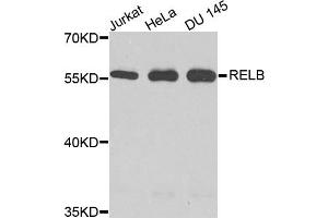 Western blot analysis of extracts of various cell lines, using RELB antibody (ABIN6003497) at 1/1000 dilution. (RELB antibody)