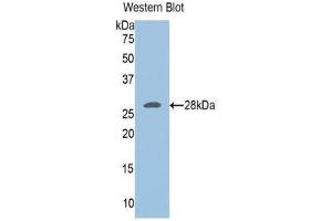 Western Blotting (WB) image for anti-Ubiquitin Hydrolase L3 (AA 2-230) antibody (ABIN1078639) (Ubiquitin Hydrolase L3 (AA 2-230) antibody)