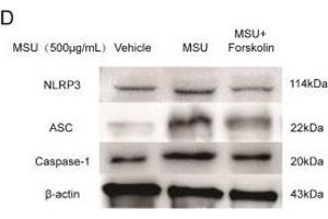 Western Blotting (WB) image for anti-Caspase 1 p20 (AA 181-280) antibody (ABIN5675787)