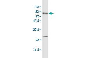 Western Blot detection against Immunogen (96. (HSP70 1A antibody  (AA 1-641))