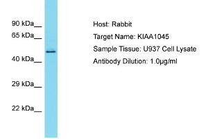 Host: Rabbit Target Name: KIAA1045 Sample Type: U937 Whole Cell lysates Antibody Dilution: 1. (KIAA1045 antibody  (N-Term))