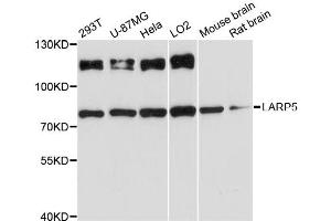 Western blot analysis of extracts of various cell lines, using LARP5 antibody (ABIN6294144) at 1:3000 dilution. (LARP4B antibody)