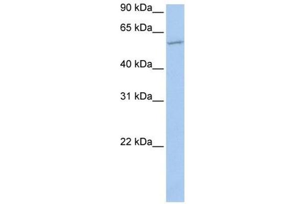 MBOAT1 antibody  (N-Term)