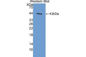 Western blot analysis of the recombinant protein. (GOT2 antibody  (AA 30-430))