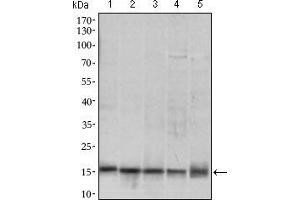 Western Blotting (WB) image for anti-Mitochondrial Ribosomal Protein L42 (MRPL42) (AA 10-142) antibody (ABIN1724818)