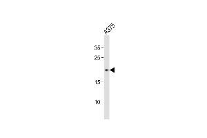Anti-CDKN2A Antibody (S8)at 1:500 dilution +  whole cell lysates Lysates/proteins at 20 μg per lane. (CDKN2A antibody  (N-Term))