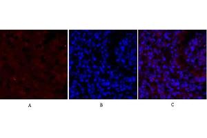 Immunofluorescence analysis of Mouse lung tissue. (SMAD2 antibody)