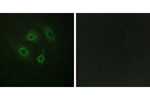 P-peptide - +Immunohistochemistry analysis of paraffin-embedded human brain tissue using CD4 (Phospho-Ser433) antibody. (CD4 antibody  (pSer433))