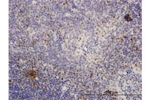 Immunoperoxidase of purified MaxPab antibody to MCM4 on formalin-fixed paraffin-embedded human tonsil. (MCM4 antibody  (AA 1-863))