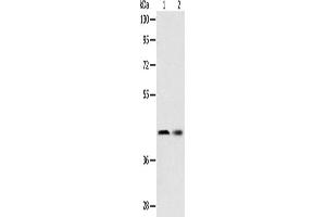 Western Blotting (WB) image for anti-serpin Peptidase Inhibitor, Clade A (Alpha-1 Antiproteinase, Antitrypsin), Member 5 (SERPINA5) antibody (ABIN2422345) (SERPINA5 antibody)