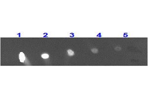 Dot Blot for Rabbit Anti-MONKEY IgG 488 Conjugation Dot Blot for Rabbit Anti-MONKEY IgG 488 Conjugation. (Rabbit anti-Monkey IgG Antibody (DyLight 488) - Preadsorbed)