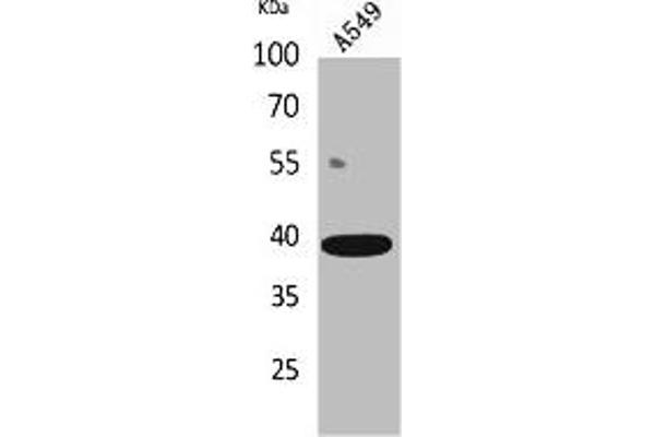 CGR19 antibody  (C-Term)