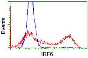 Flow Cytometry (FACS) image for anti-Interferon Regulatory Factor 6 (IRF6) antibody (ABIN1498903) (IRF6 antibody)