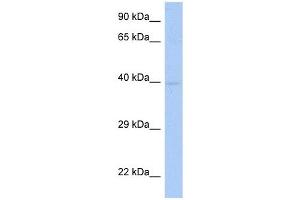 SDF4 antibody used at 1 ug/ml to detect target protein. (SDF4 antibody  (Middle Region))