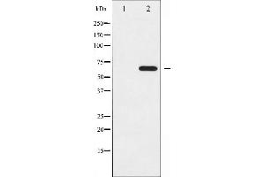 Western blot analysis of Ezrin phosphorylation expression in EGF treated A431 whole cell lysates,The lane on the left is treated with the antigen-specific peptide. (Ezrin antibody  (pTyr353))