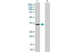 Lane 1: THAP10 transfected lysate ( 28. (THAP10 293T Cell Transient Overexpression Lysate(Denatured))