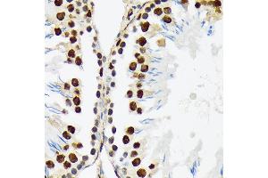 Immunohistochemistry of paraffin-embedded rat testis using PTBP2 Rabbit mAb (ABIN7269465) at dilution of 1:100 (40x lens). (PTBP2 antibody)