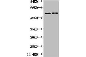Western blot analysis of 293T cell with Mouse mAb diluted at 1:1000 (Vimentin antibody)