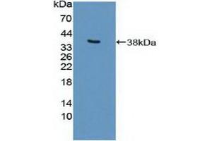 Figure. (p300 antibody  (AA 1351-1601))