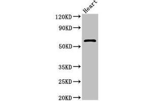 Western Blot Positive WB detected in: Rat heart tissue All lanes: ICAM1 antibody at 2. (ICAM1 antibody  (AA 320-480))