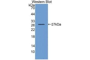 Detection of recombinant GSTa3 using Monoclonal Antibody to Glutathione S Transferase Alpha 3 (GSTa3) (GSTA3 antibody  (AA 1-222))