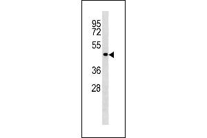 TP53 Antibody (C-term) (ABIN1881897 and ABIN2843247) western blot analysis in  cell line lysates (35 μg/lane). (p53 antibody  (C-Term))