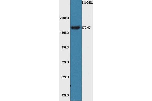 RERE antibody  (AA 521-620)