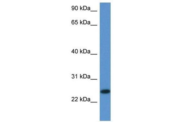 C1orf93 antibody  (Middle Region)