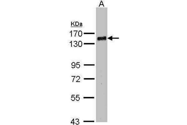 PHF20 antibody  (N-Term)