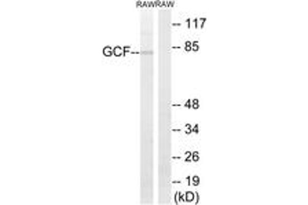 PAX3 and PAX7 Binding Protein 1 (PAXBP1) (AA 141-190) antibody