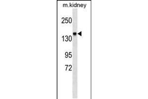 Western blot analysis in mouse kidney tissue lysates (35ug/lane). (ITGA2 antibody  (C-Term))