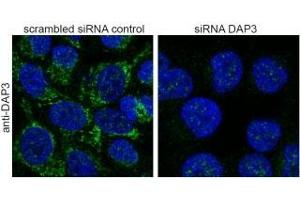 ICC staining of guanidinium thiocyanate-treated HeLa cells before (left) and after (right) si-RNA-mediated DAP3 knock-down using DAP3 antibody at 3ug/ml. (DAP3 antibody)