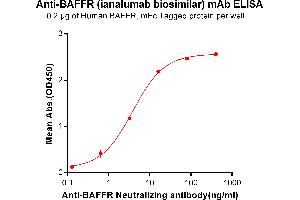 ELISA plate pre-coated by 2 μg/mL (100 μL/well) Human BAFFR, mFc tagged protein ABIN6961114, ABIN7042257 and ABIN7042258 can bind Anti-BAFFR Neutralizing antibody (ABIN7093064 and ABIN7272594) in a linear range of 0. (Recombinant BAFFR (Ianalumab Biosimilar) antibody)
