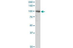 AGGF1 MaxPab polyclonal antibody. (AGGF1 antibody  (AA 1-714))