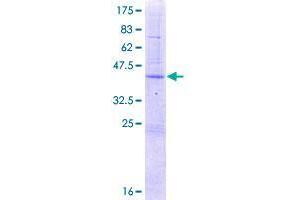 REG4 Protein (AA 1-158) (GST tag)