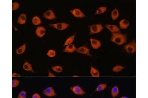 Immunofluorescence analysis of L929 cells using DNER Polyclonal Antibody at dilution of 1:100. (DNER antibody)
