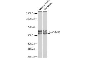 Western blot analysis of extracts of various cell lines, using CaMKII Rabbit mAb (ABIN3015112, ABIN3015113, ABIN1679768 and ABIN1679769) at 1:1000 dilution. (CAMK2B antibody)