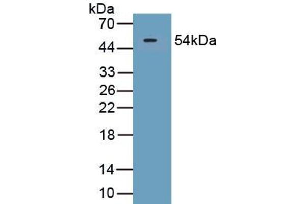 SECTM1 antibody  (AA 29-248)