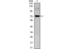 Western blot analysis using CLOCK mouse mAb against CLOCK(AA: 200-465)-hIgGFc transfected HEK293 cell lysate. (CLOCK antibody)