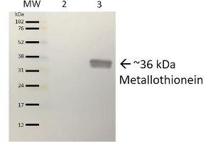 Western blot analysis of Pseudomonas aeruginosa Purified protein showing detection of ~36 kDa (9. (Metallothionein antibody  (APC))