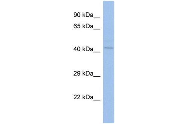 ZNF362 antibody  (C-Term)