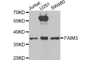 Western blot analysis of extracts of various cell lines, using FAIM3 antibody. (FAIM3 antibody)