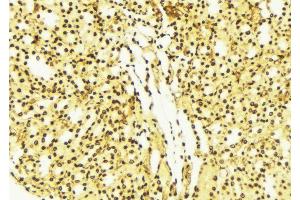 ABIN6274256 at 1/100 staining Mouse liver tissue by IHC-P. (FRK antibody  (Internal Region))