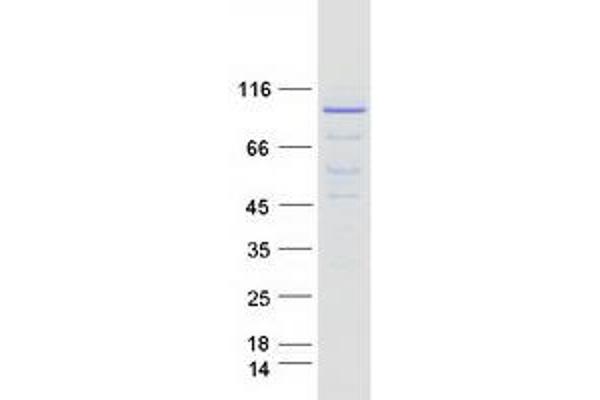 MCM7 Protein (Transcript Variant 1) (Myc-DYKDDDDK Tag)